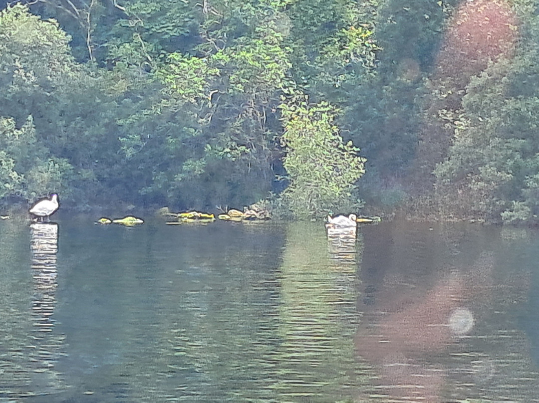 Lough Key Boats景点图片