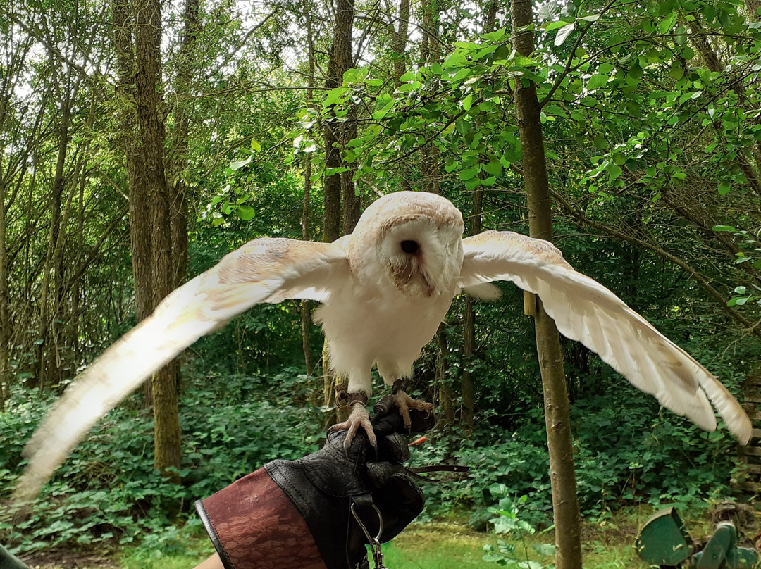 Wide Eyes Falconry CIC景点图片