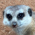 BoboTravlr