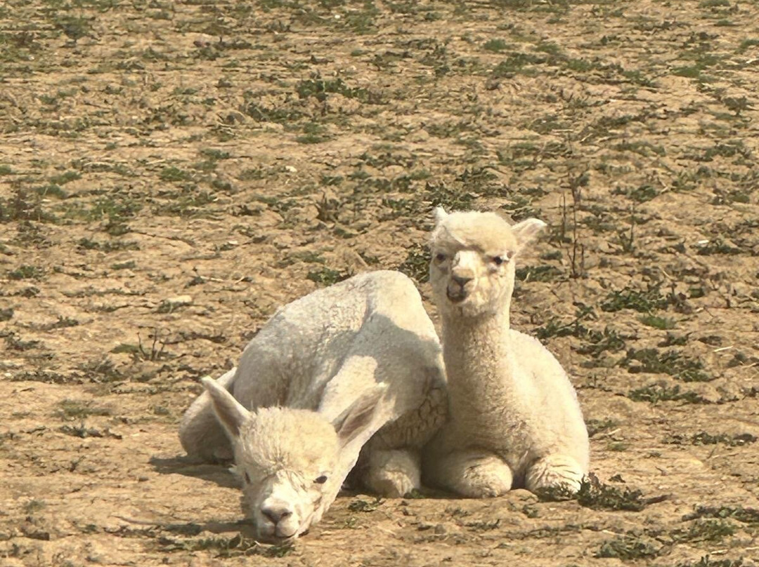 Alpaca Acres景点图片