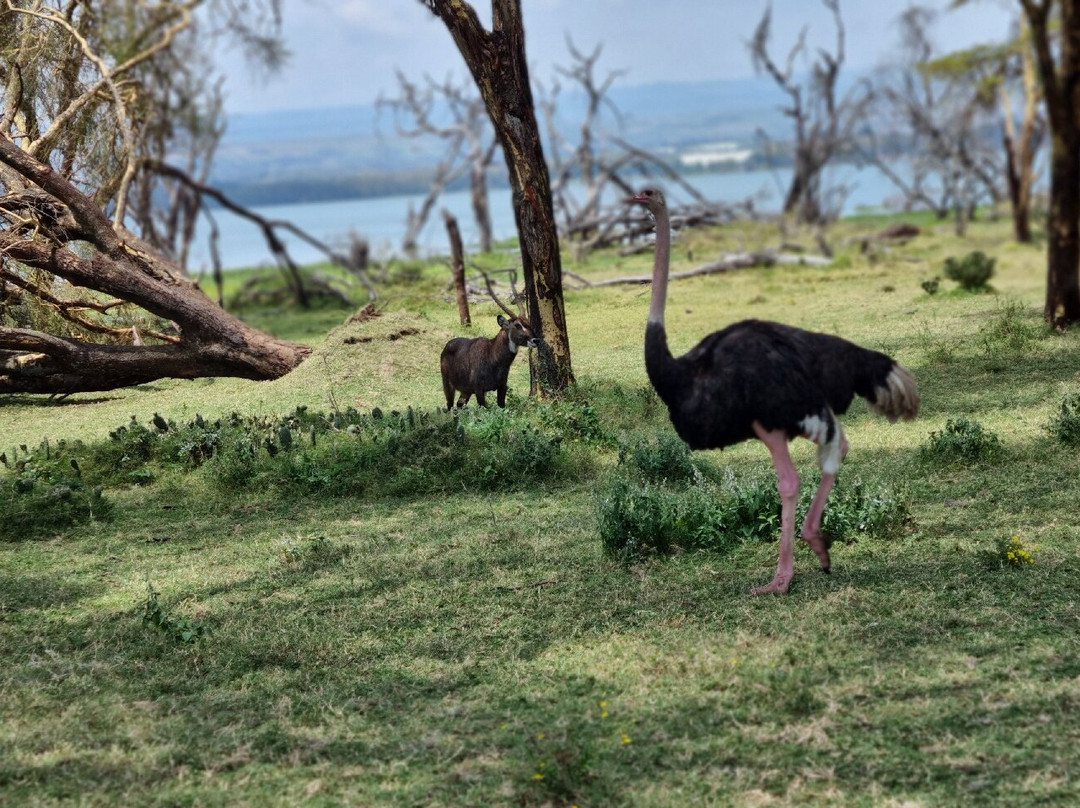 Crescent Island Game Park-奈瓦夏必去景点