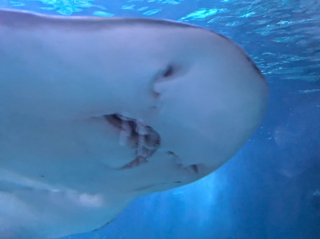 SEA LIFE Oberhausen景点图片