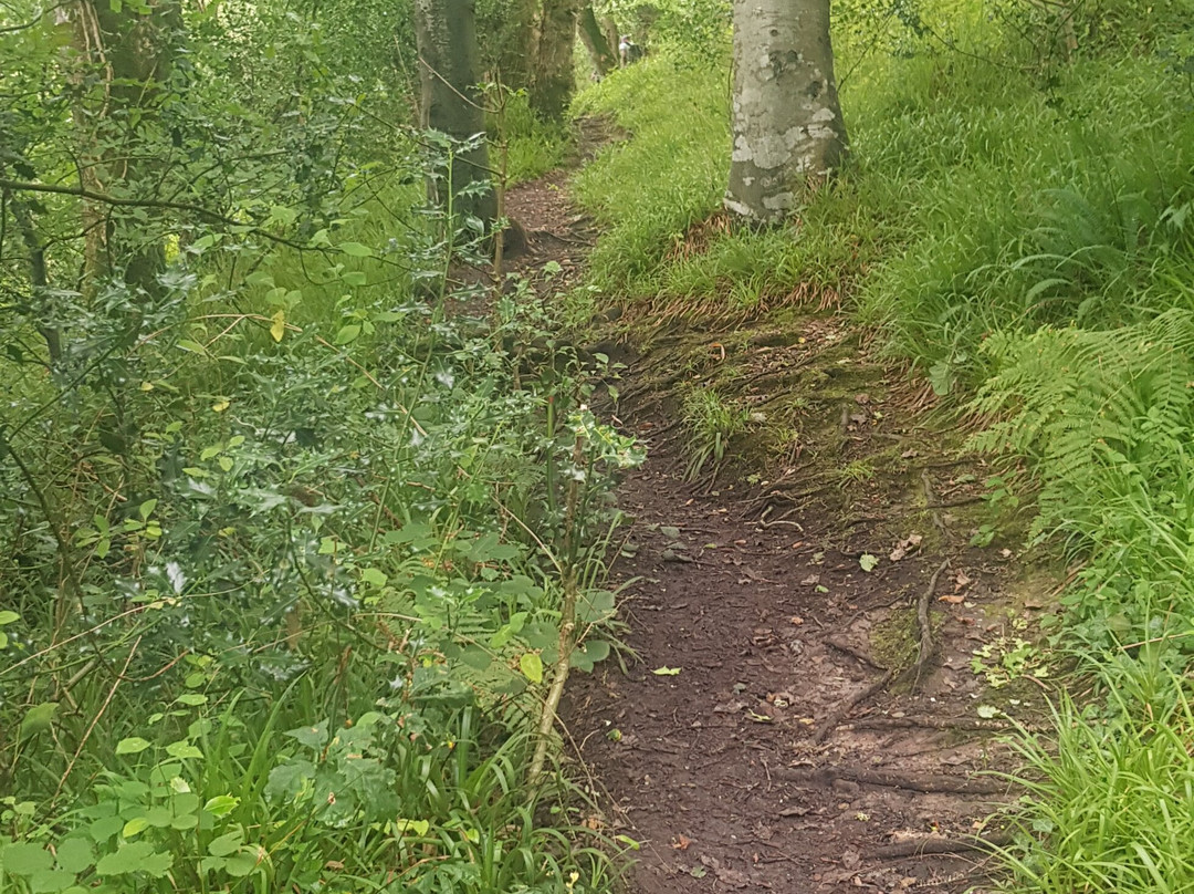 Lawrenny Wood景点图片