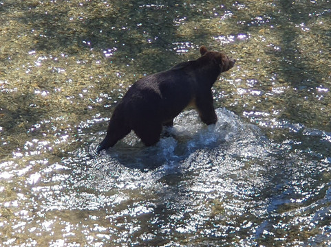 Campbell River Whale and Bear Excursions-坎贝尔里弗必去景点