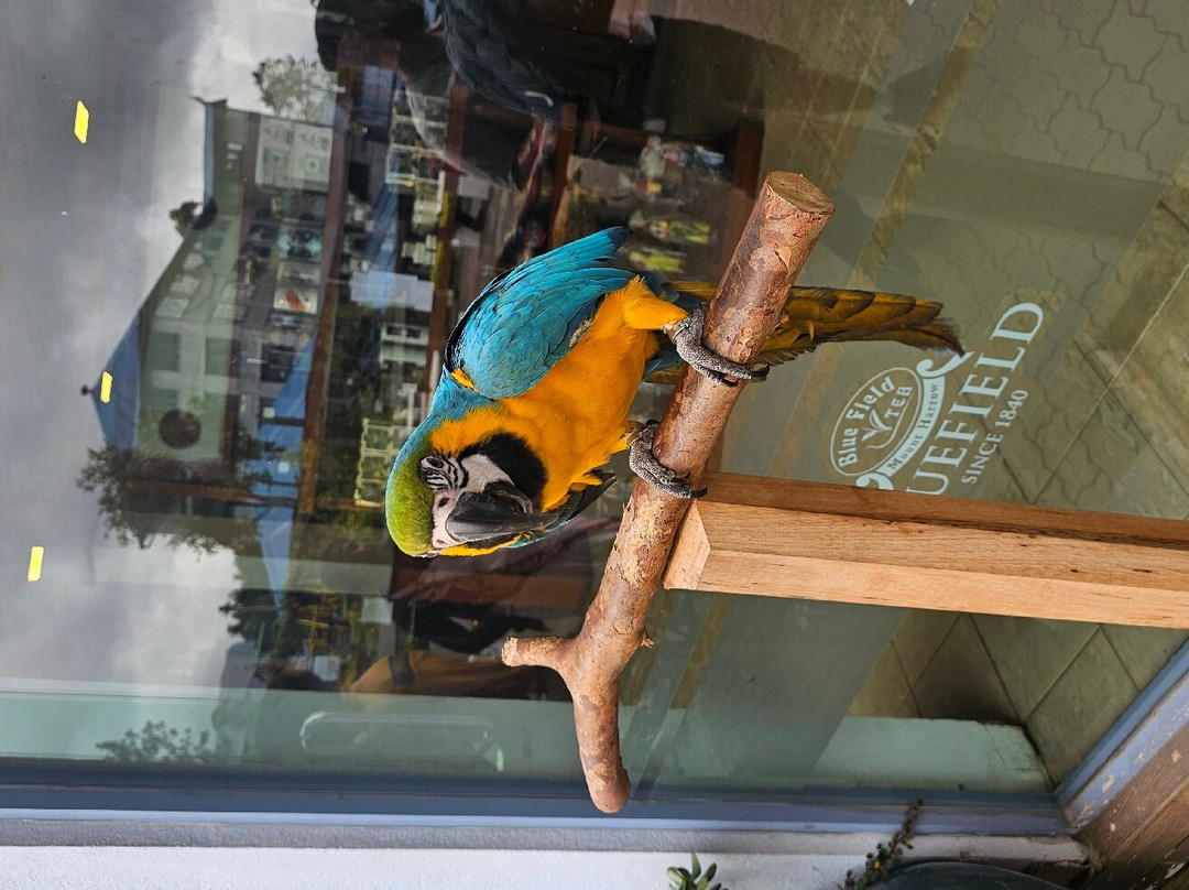 Blue Field Tea Factory-拉马伯达必去景点