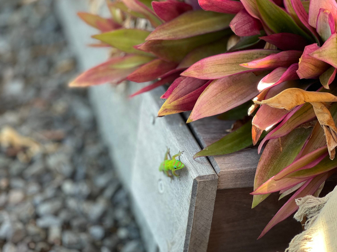 La Kaz Nana sakifo主图