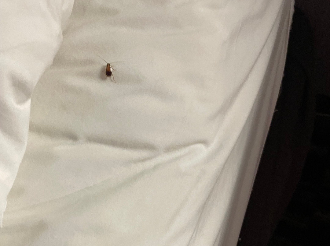 Microtel Inn & Suites by Wyndham Pooler/Savannah主图