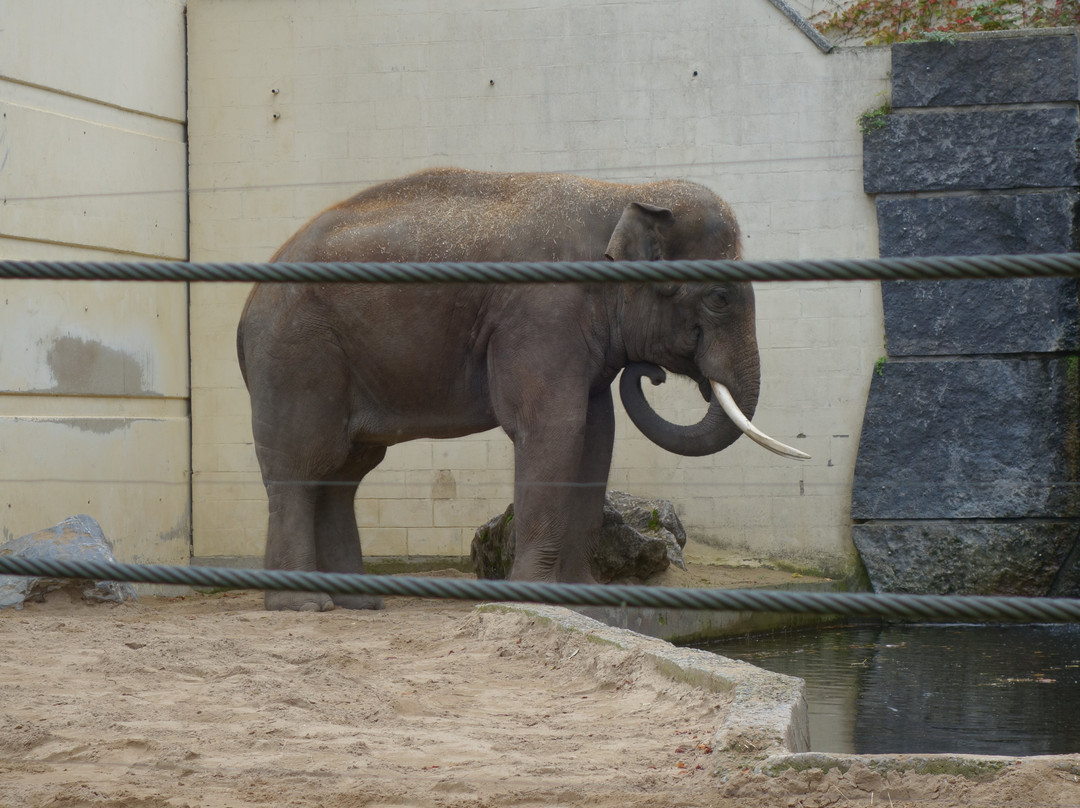 Zoo de Maubeuge景点图片
