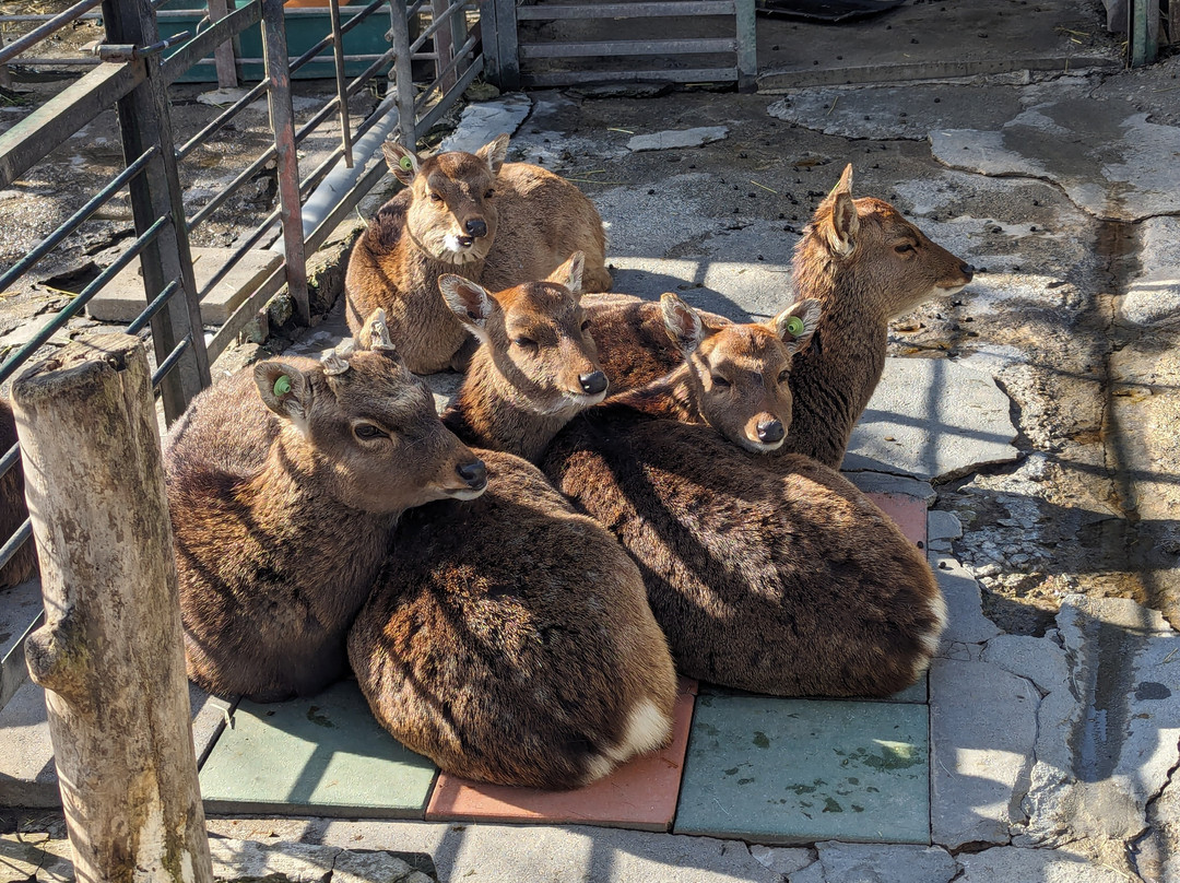 Komoro City Zoo-小诸市必去景点