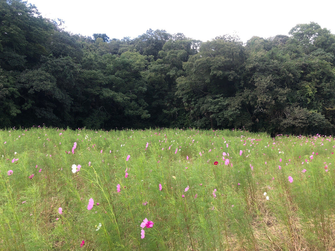 Hattaseki Cosmos Field