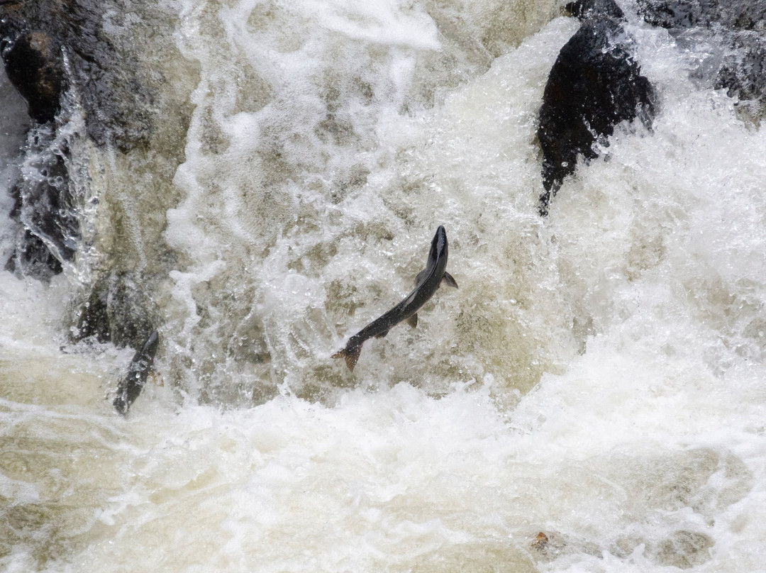 Salmon Ladder-凯奇坎必去景点