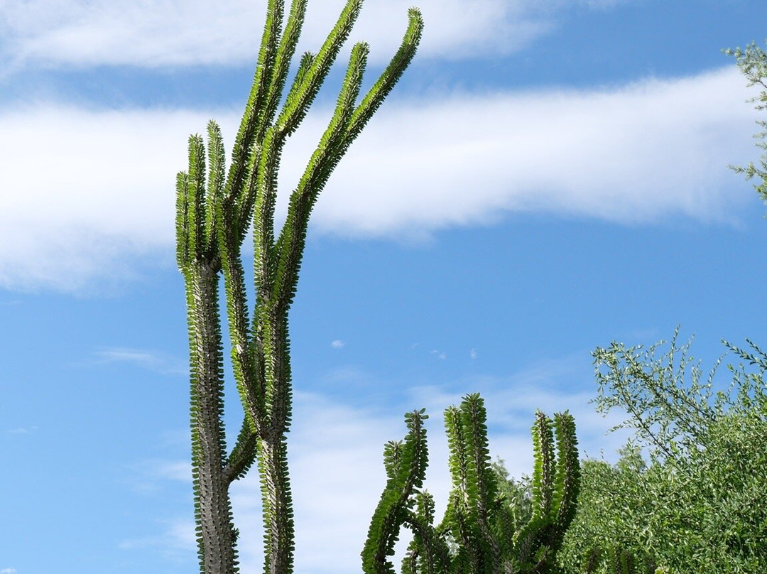 Stellenbosch University Botanical Garden-斯泰伦博斯必去景点