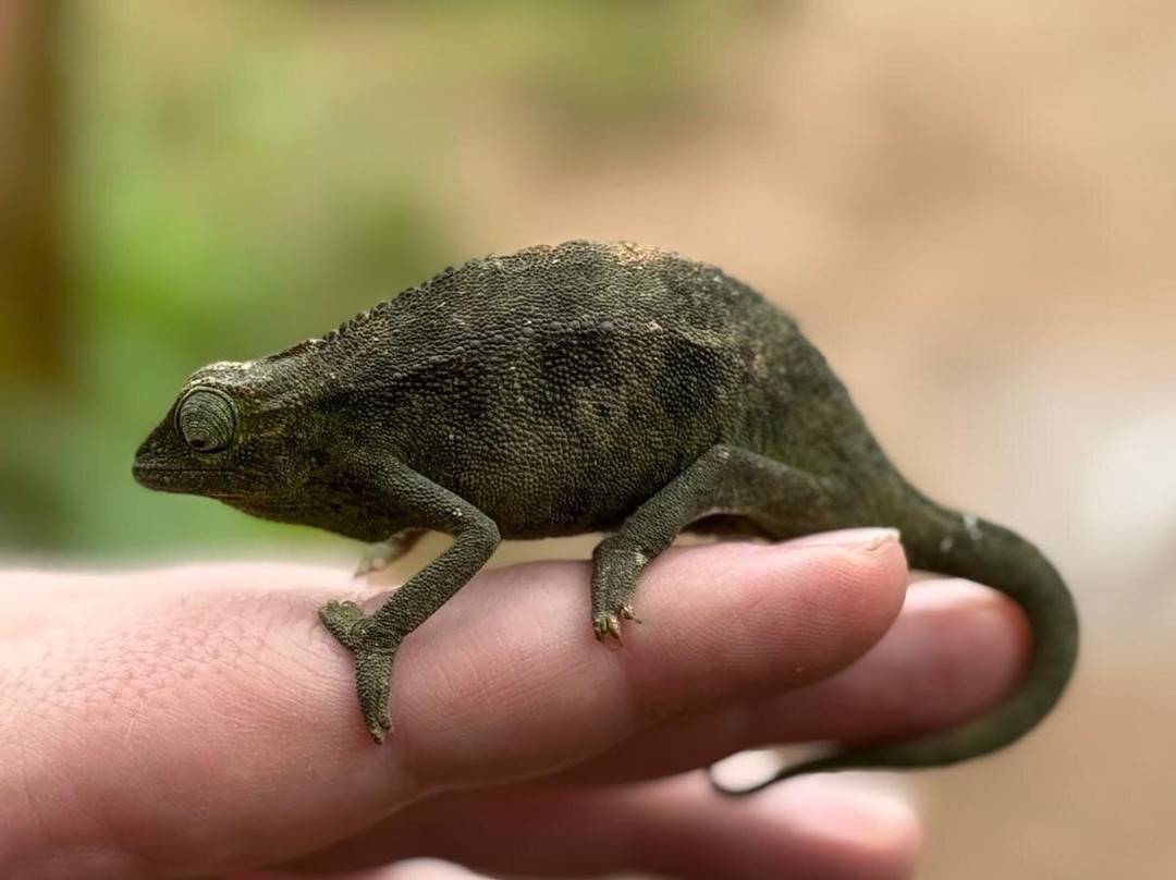 Uganda Reptile Village-恩德培必去景点
