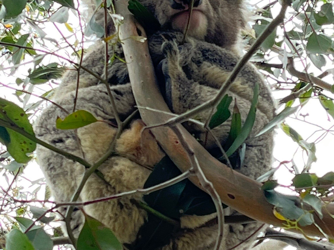 French Island National Park景点图片