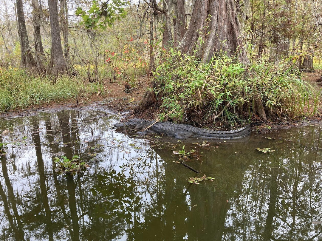 Cajun Country Swamp Tours景点图片