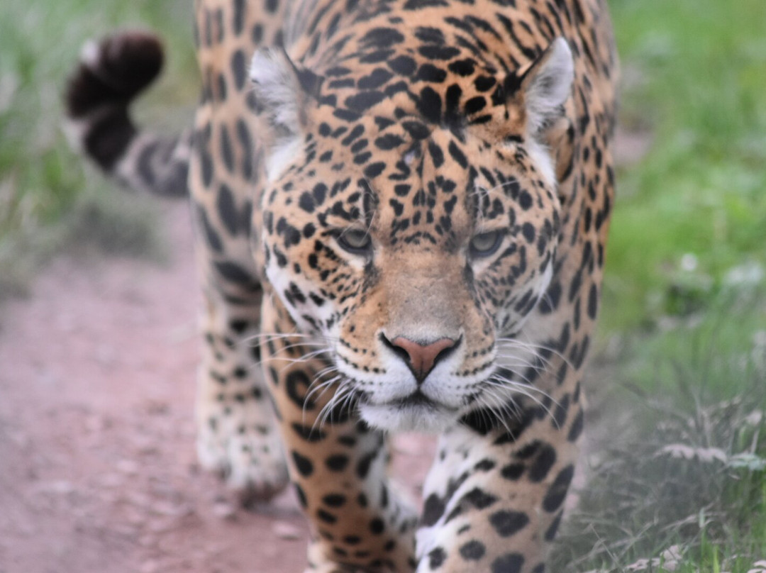 South Lakes Safari Zoo景点图片