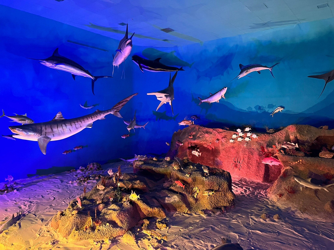 Museum of Coastal Carolina景点图片