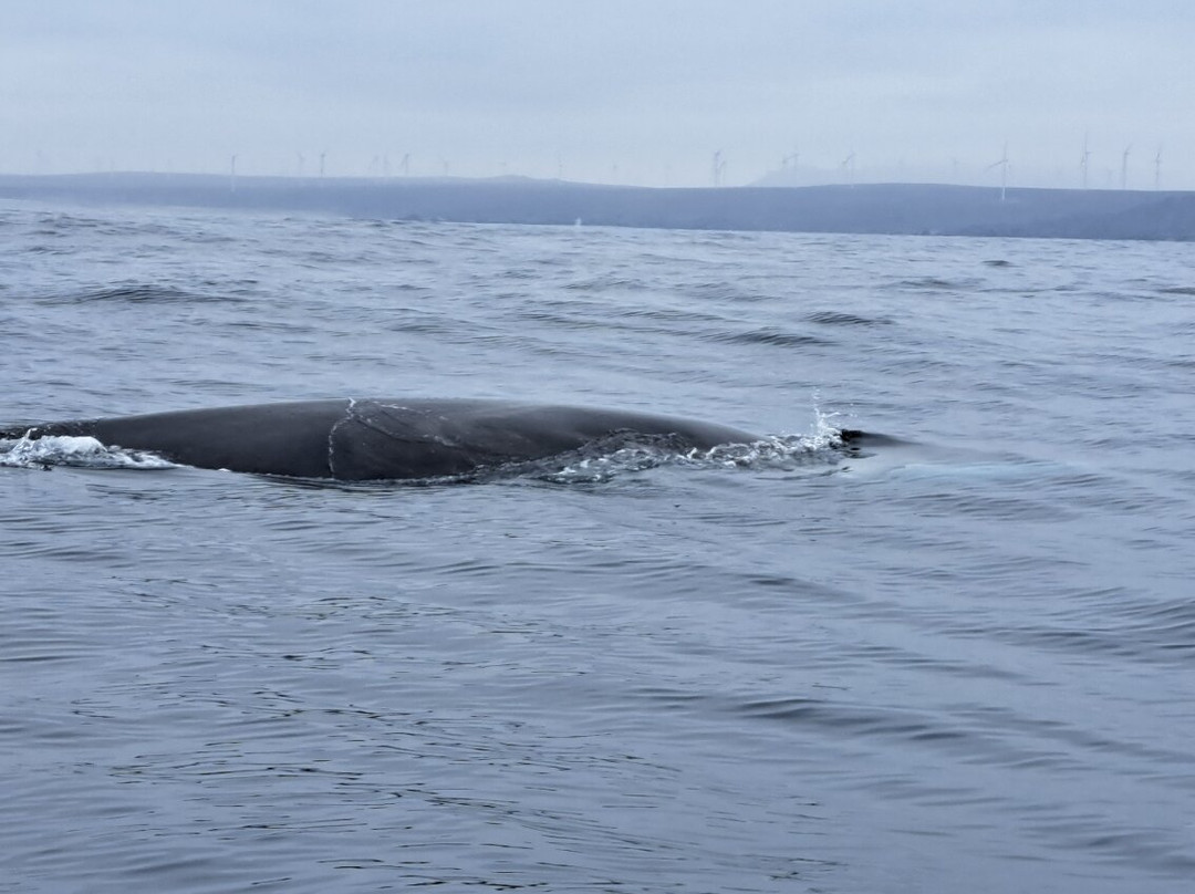 Isla Damas-拉塞雷纳必去景点