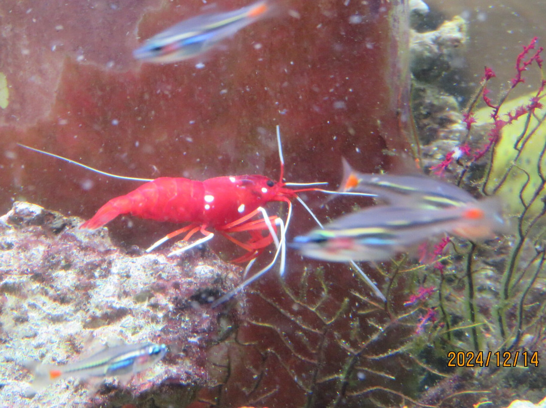 Tropical Environment Greenhouse Dome-板桥区必去景点