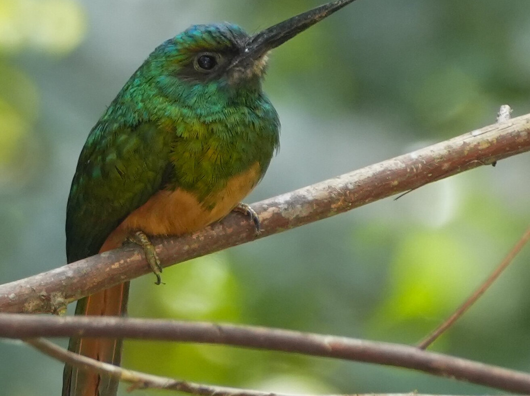 Birds of Peru Tours-马尔多纳多港必去景点