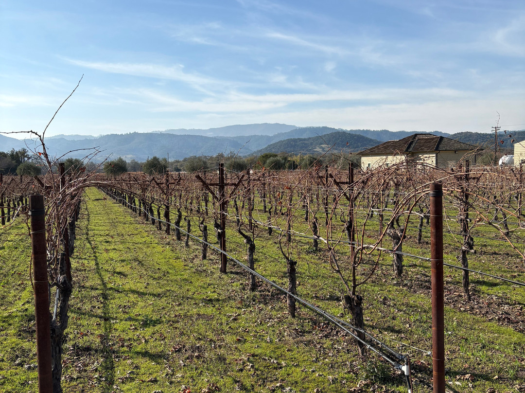 Cliff Lede Vineyards景点图片