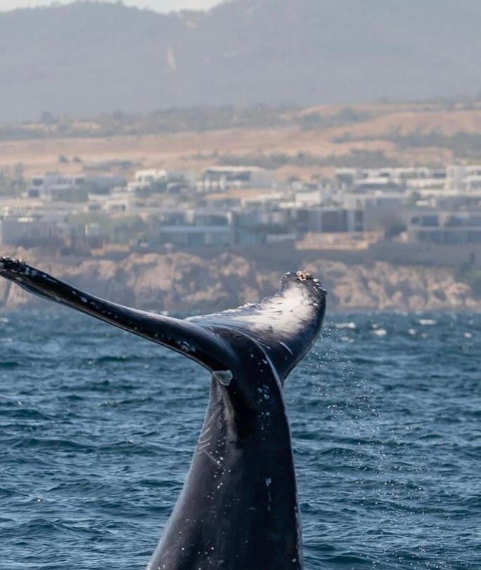 Proyecto Cetáceo-卡波圣卢卡斯必去景点
