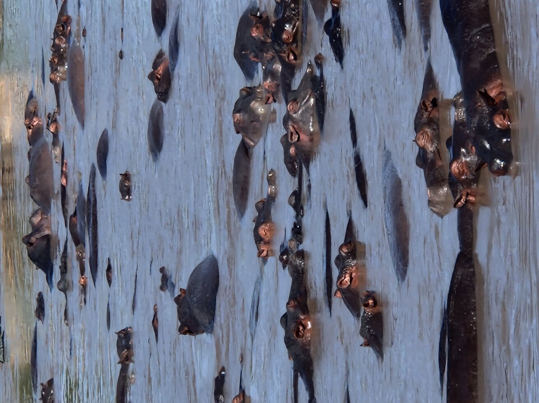 Serengeti Hippo Pool-塞伦盖蒂国家公园必去景点