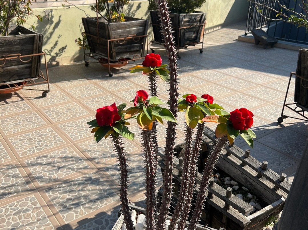 Casa Corazon de Plata主图