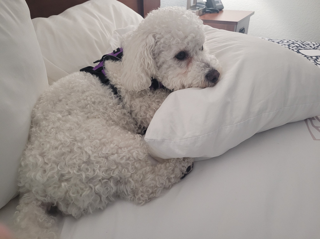 La Quinta Inn by Wyndham Bend主图