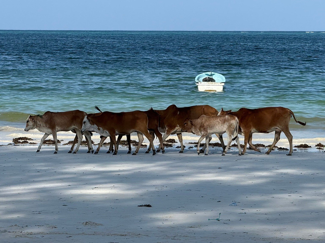 Dully taxi driver & tour guide Zanzibar-Matemwe必去景点