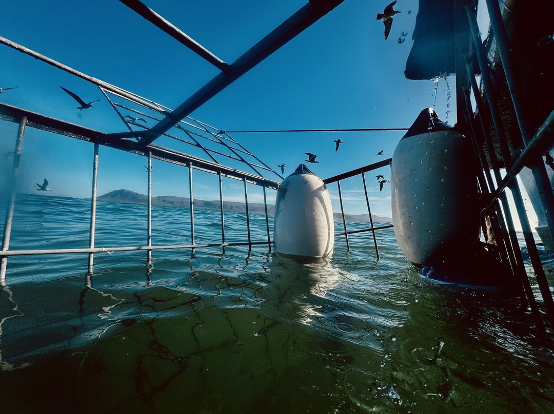 White Shark Diving Company-干斯拜必去景点