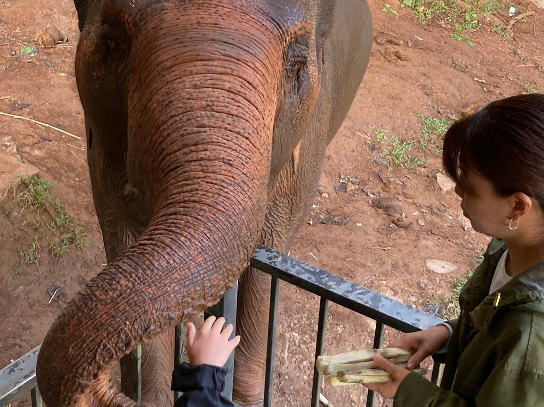 Puthawan Elephant Camp主图