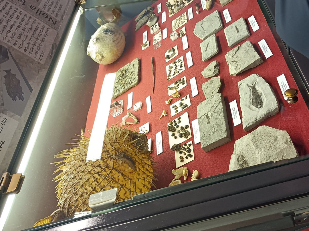 Museo Paleontologico Scienze della Terra del GAMPS-斯坎迪奇必去景点