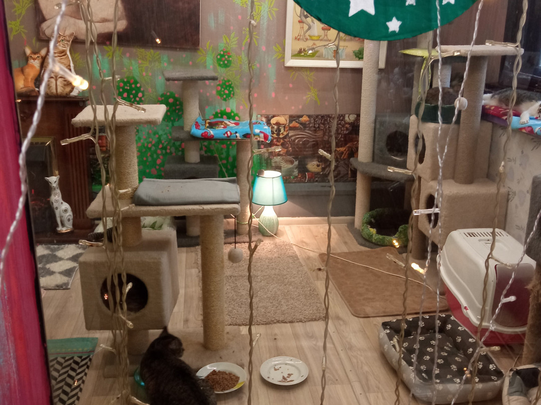 Cat Museum-明斯克必去景点