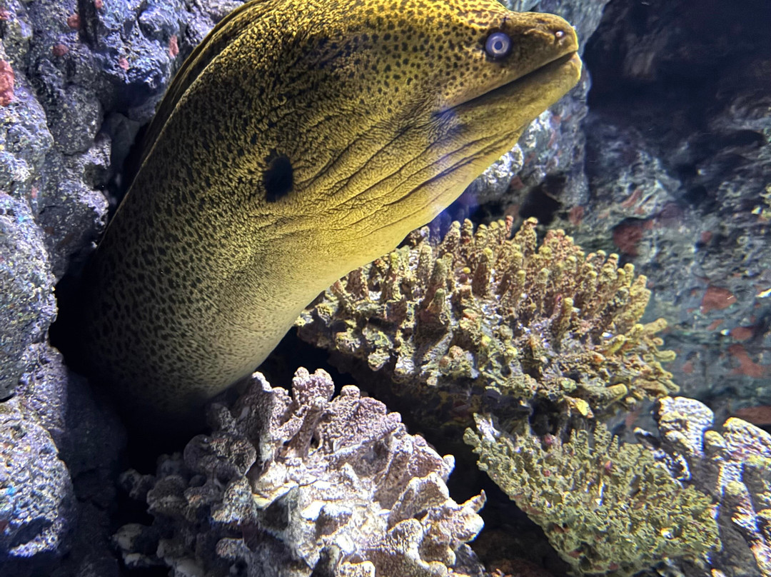 Cairns Aquarium-凯恩斯必去景点