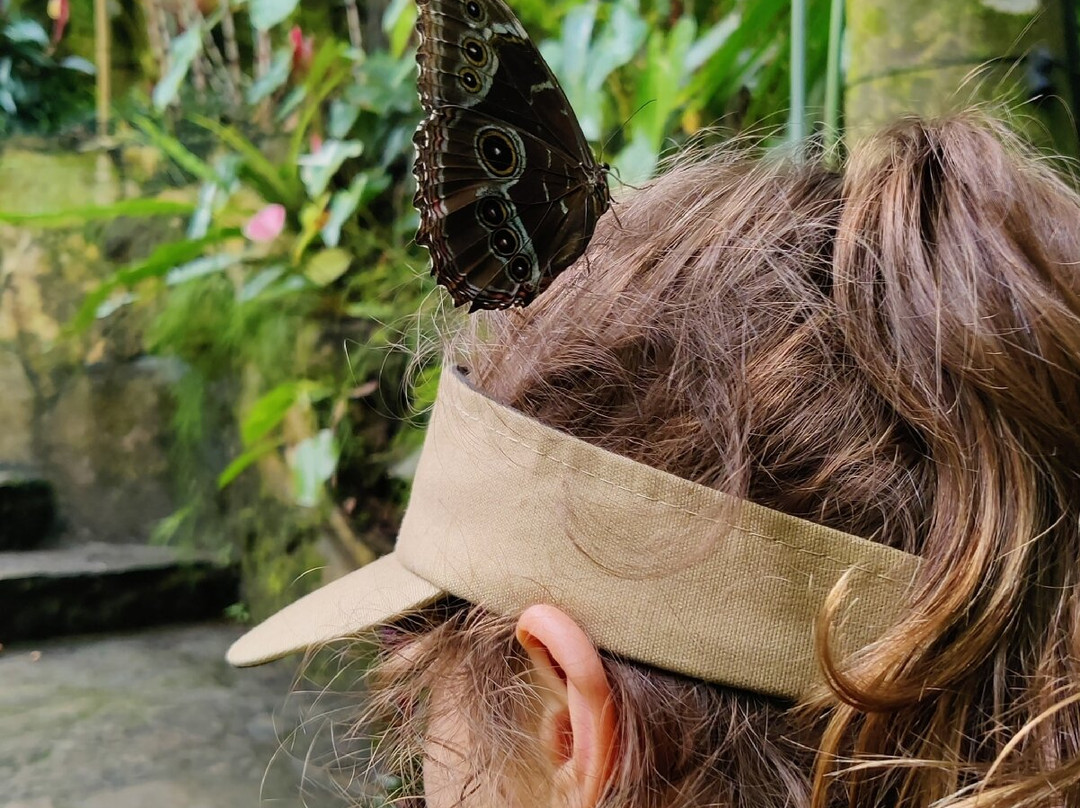 Mariposario Andoke-卡利必去景点