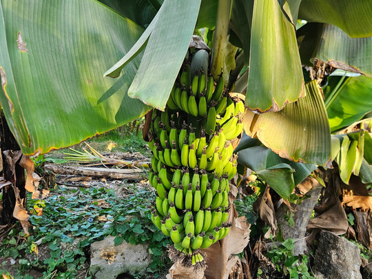Your Salalah Tour-塞拉莱必去景点
