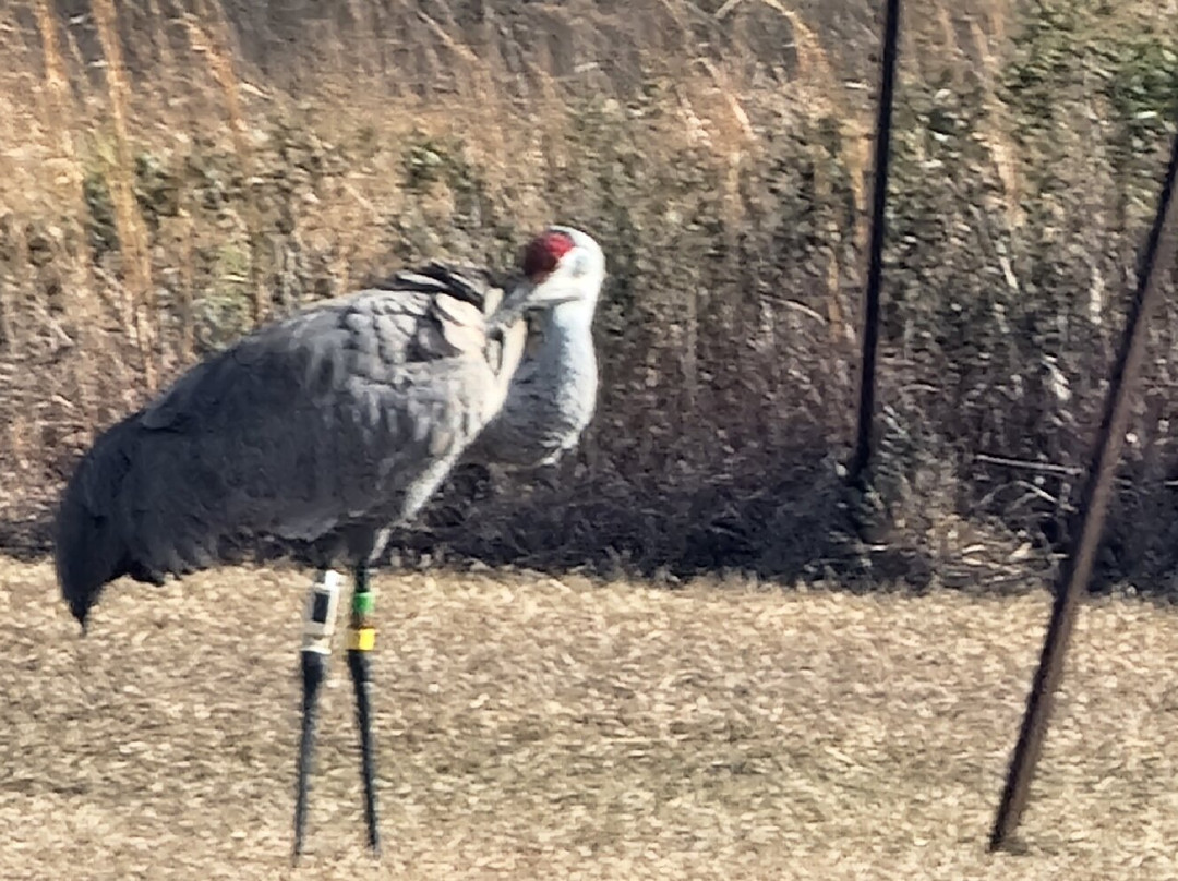 Mississippi Sandhill Crane National Wildlife Refuge景点图片