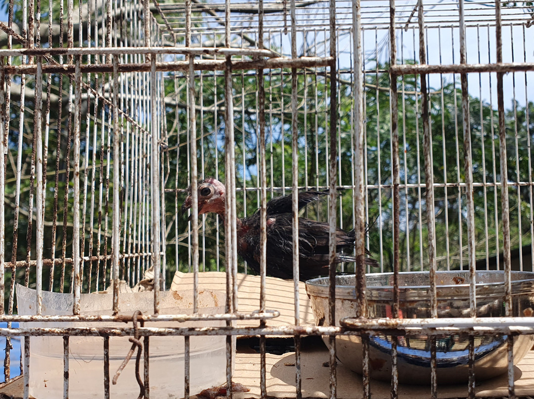 Hanthana International Bird Park-Hantana必去景点