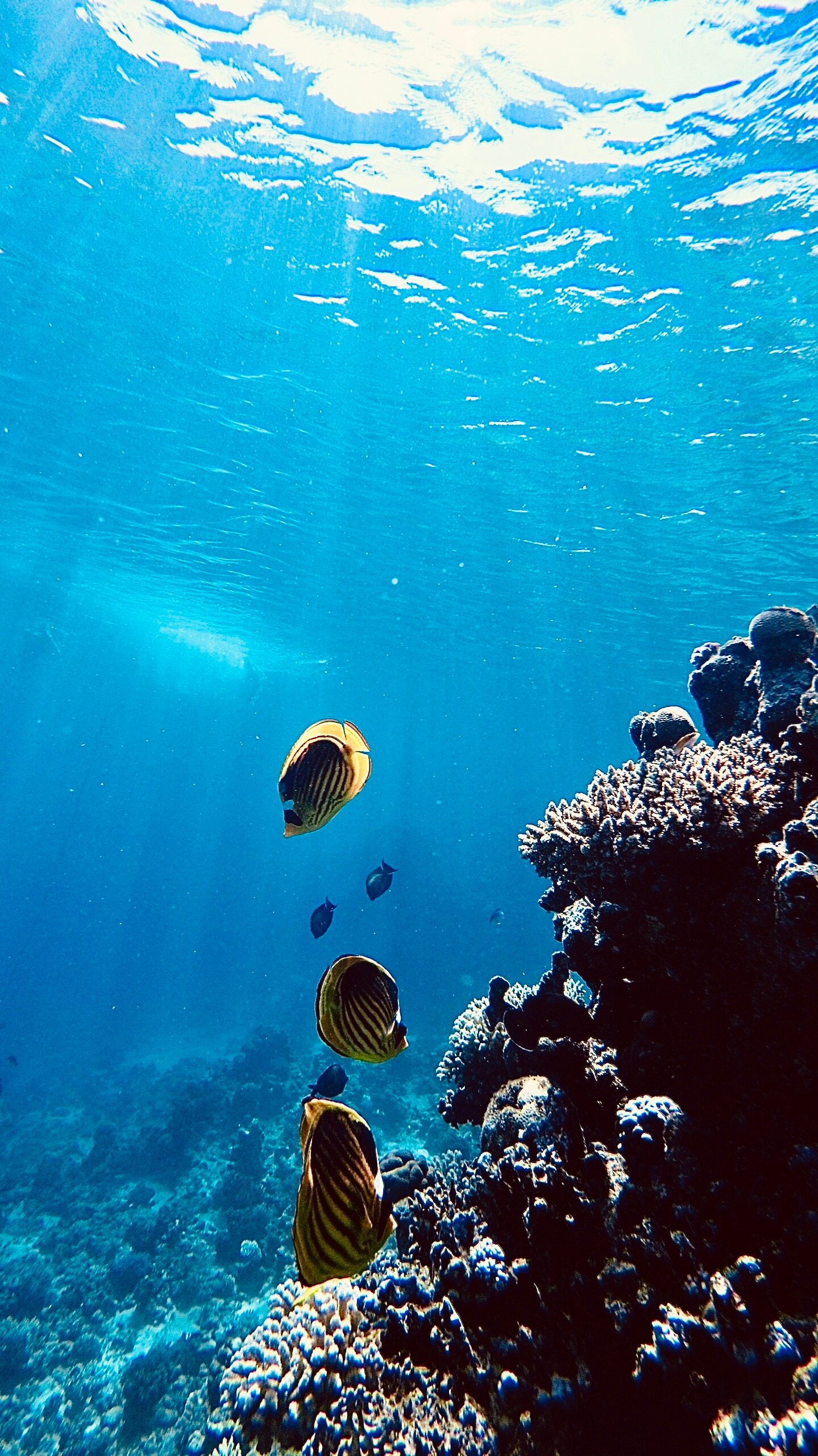 Sierra Sharm El Sheikh-泳池