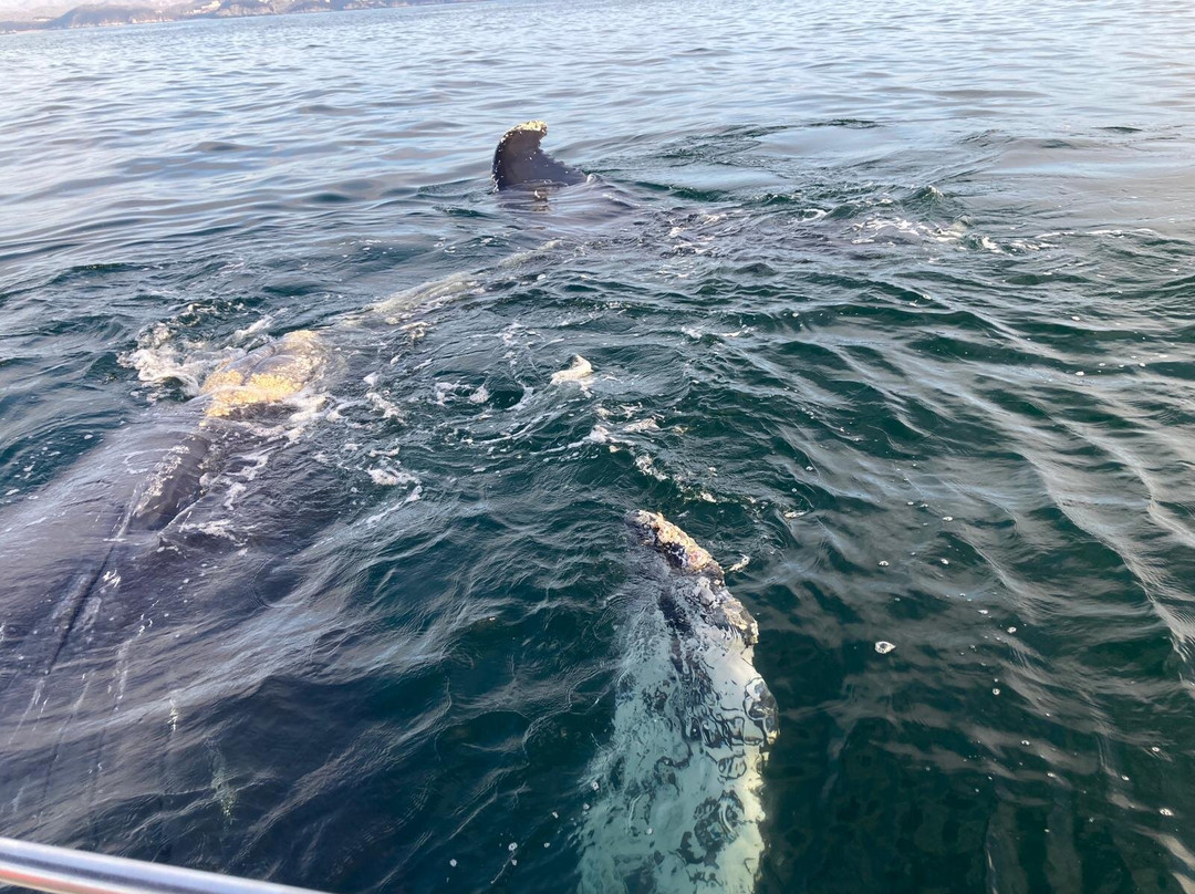 Amar Aves: Birdwatching and Mayan culture-图伦必去景点