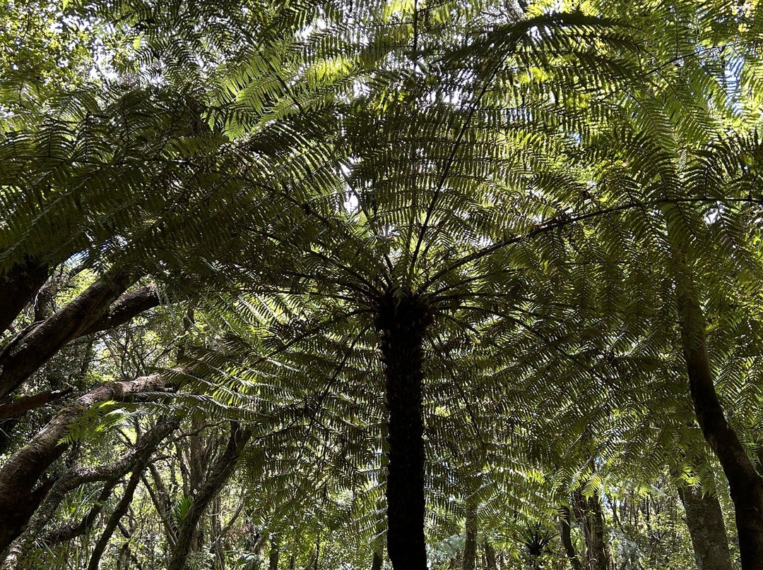 Puketi Nature Trail景点图片
