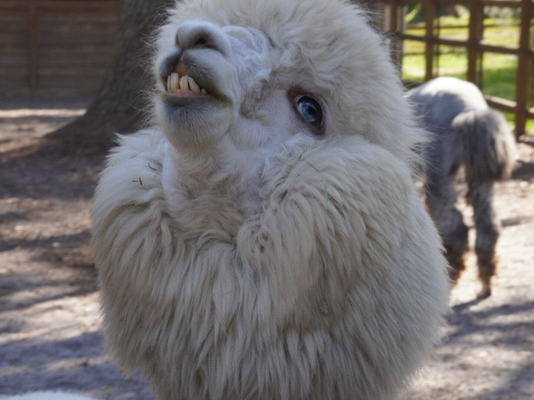 Shady Rest Alpacas-杰克逊维尔必去景点