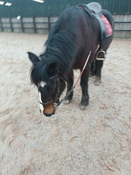 Harness Change At Cumbria Rural Academy Cic景点图片