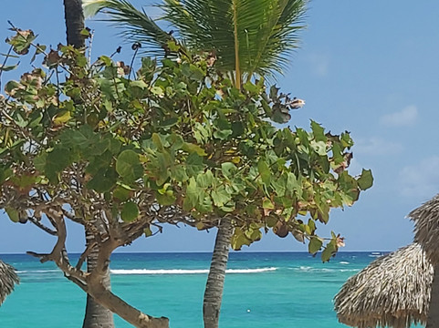 Arena Gorda Beach-蓬塔卡纳必去景点