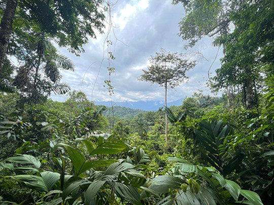 Red Frog Tours-利蒙港必去景点