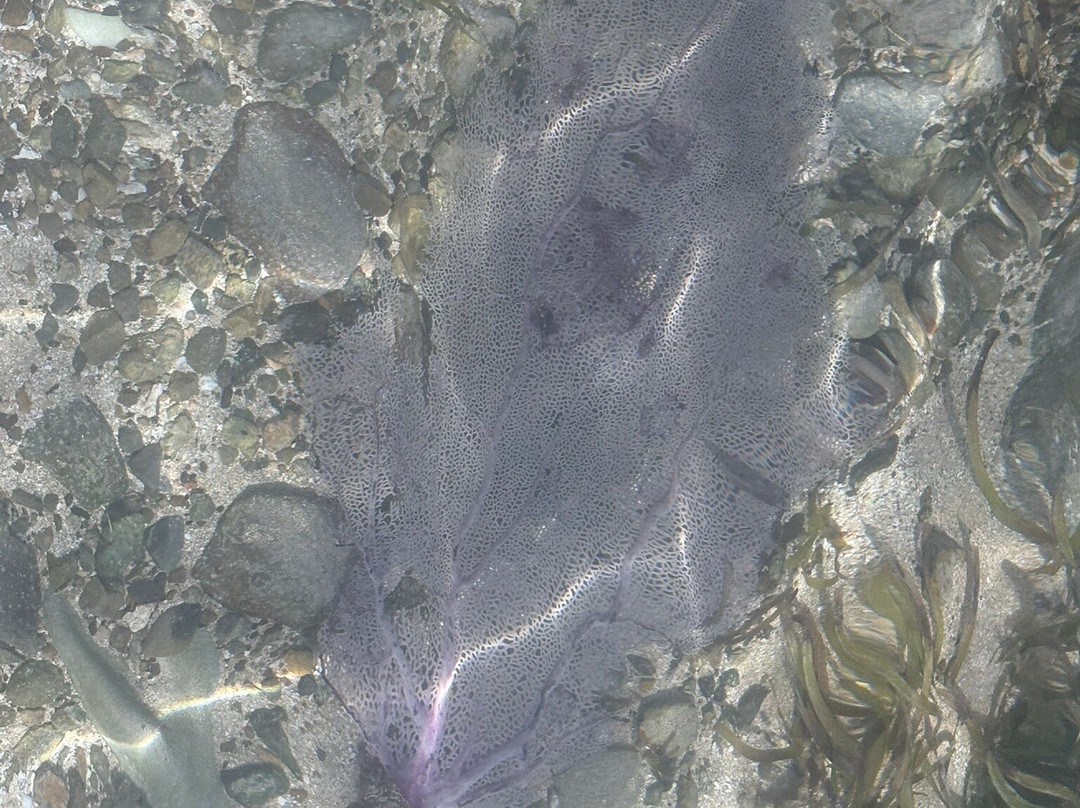 Vieques Concierge-维切克岛必去景点