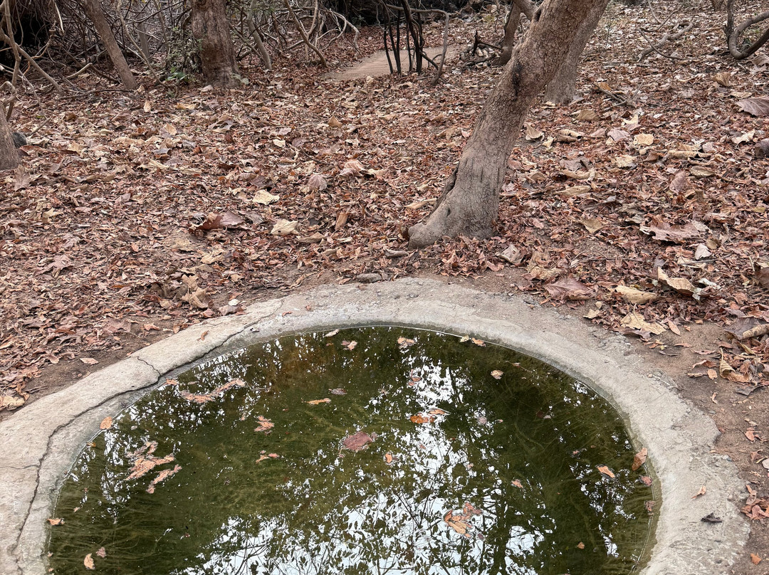 Tigress@ghosri - Tadoba主图