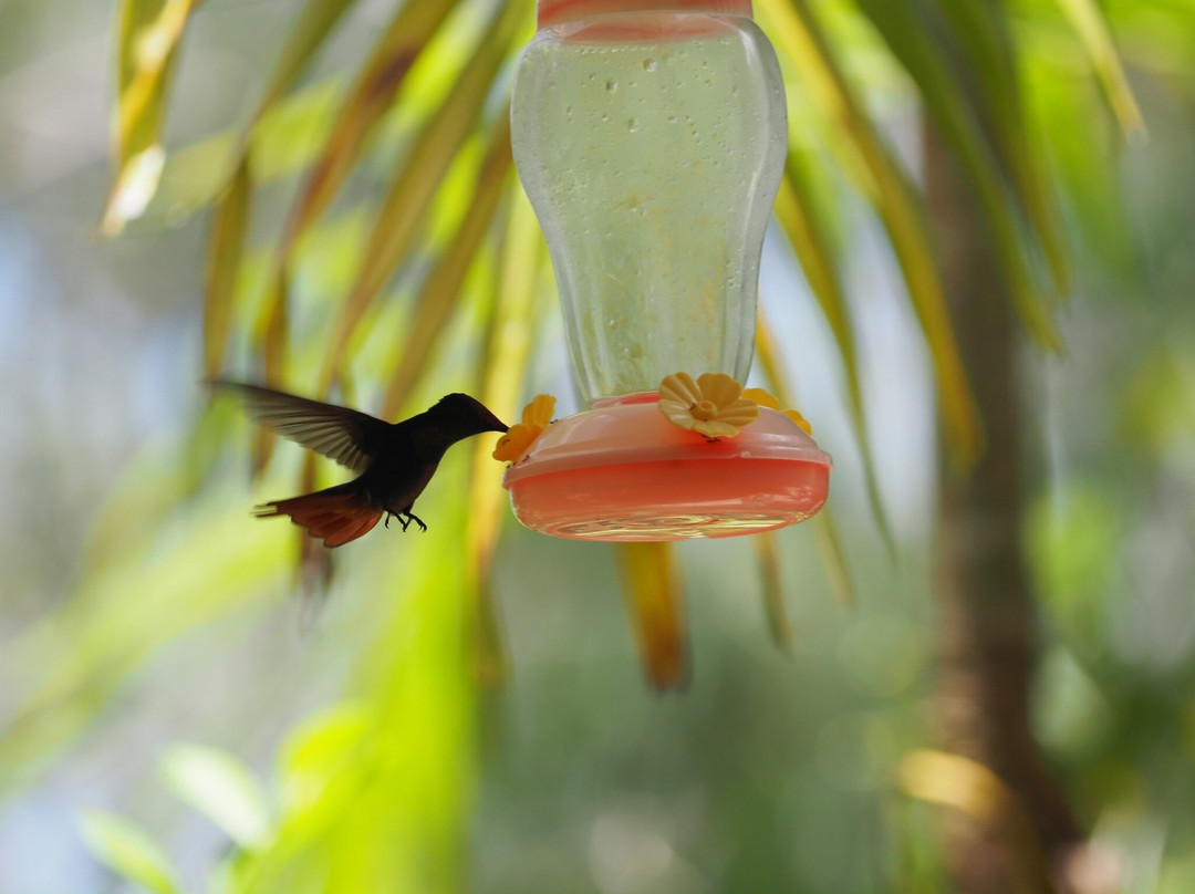 Adventure Farm and Nature Reserve-多巴哥必去景点