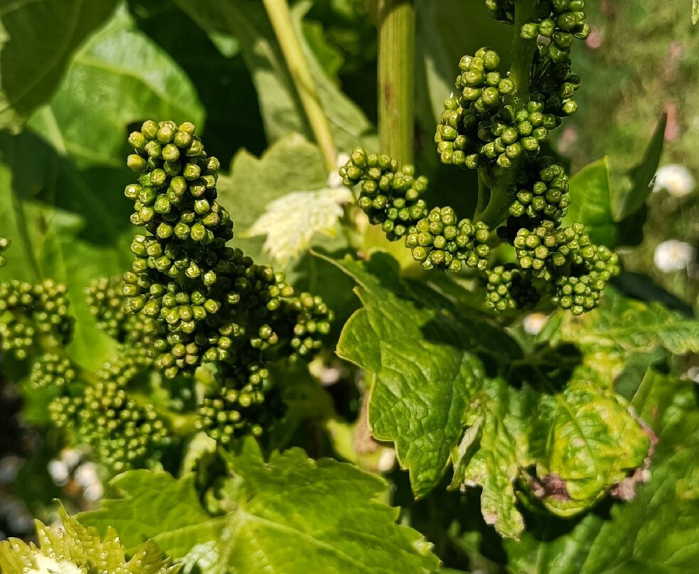 Celler Sant Miquel D'oló-Santa Maria d'Oló必去景点